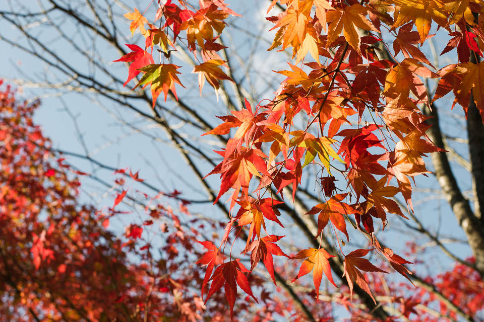 Photo of Autumn 2014: Lake Miyagase 1/9 by Ada Wilkinson
