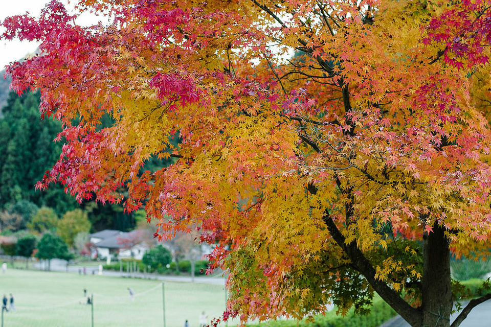 Photo of Autumn 2014: Lake Miyagase 8/9 by Ada Wilkinson