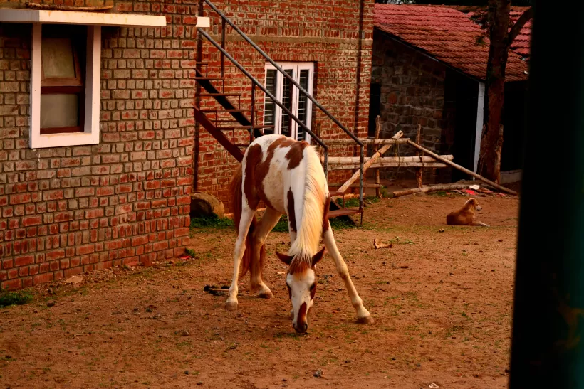 Photo of Masinagudi, Tamil Nadu, India by Samtravelogue