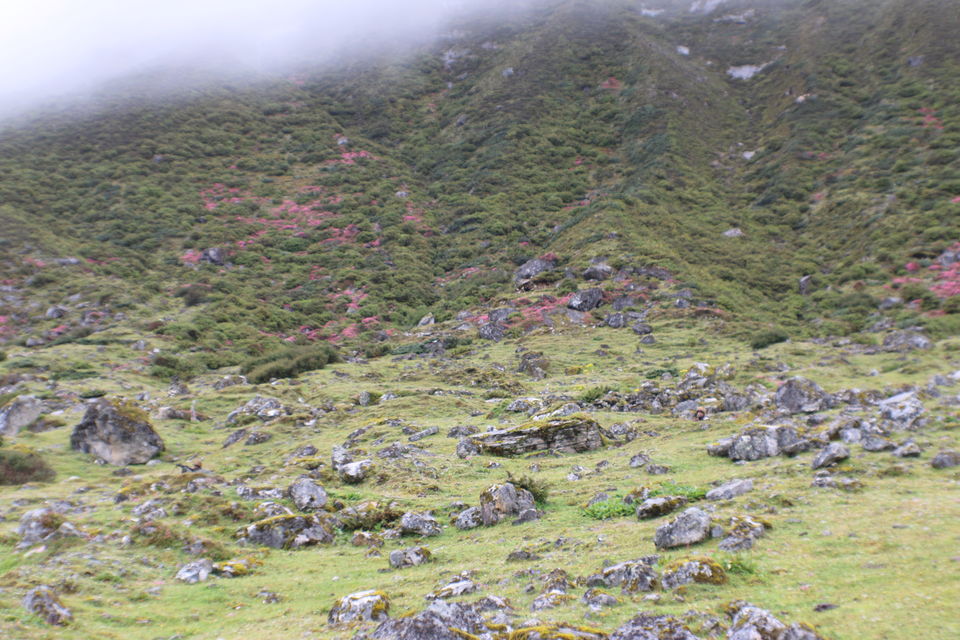 Photo of Sela Pass 2/29 by AtoolFoo