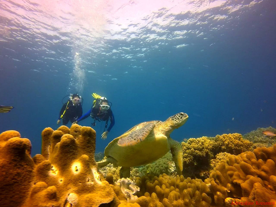 Scuba diving in Chapel, Apo Island: Finding love and beauty under the ...