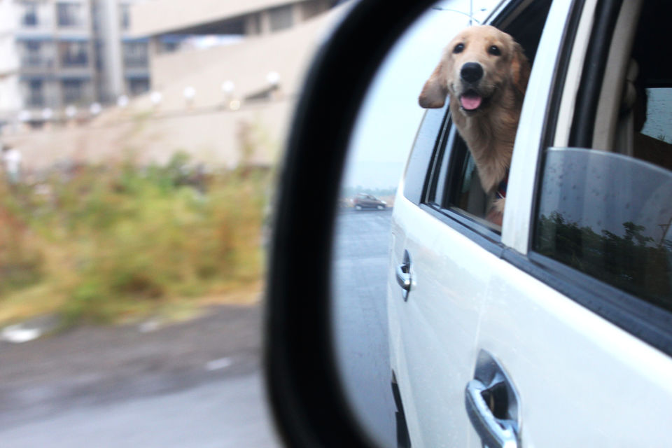 Photo of Why You Should Go On A Trip With Your Dog 1/6 by Nilanjana Dutta