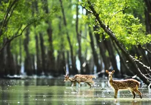 Photo of Sundarbans by Hopping With Shree 
