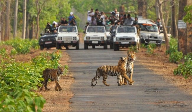Photo of Ranthambore National Park - tiger friendly land 2/2 by Hopping With Shree