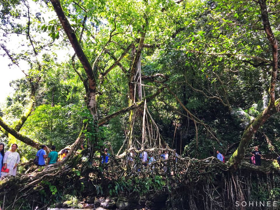 Photo of Living Root Bridge, Cherrapunjee, Meghalaya, India by TheBongDuo