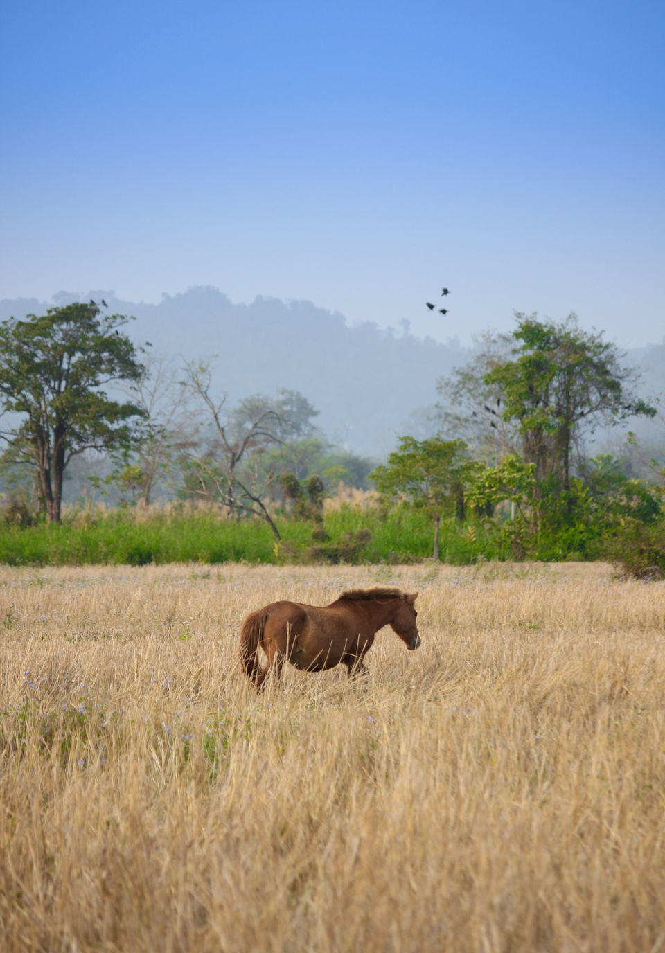 Photo of Diyun, Arunachal Pradesh, India by Bappaditya Bhattacharya