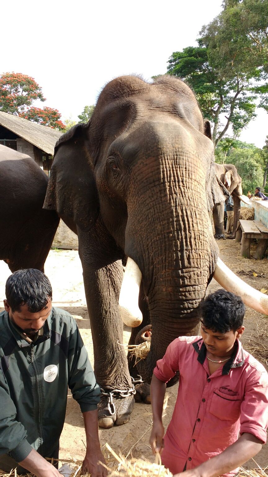 Photo of Karnataka tour(clean & beautiful Bangalore) by Harish Bhatt