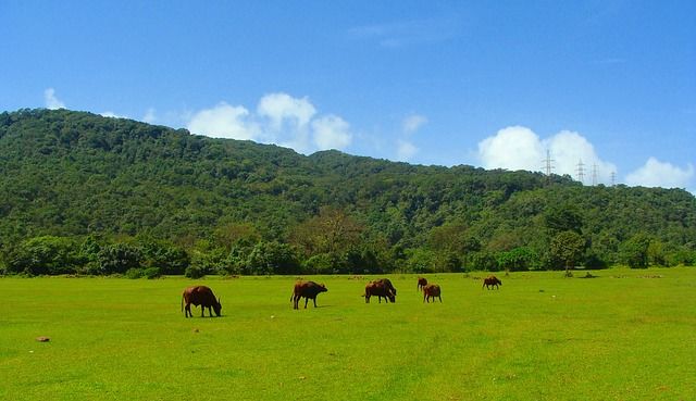 Photo of Discover a Goa beyond the beaches by The Shy Secrets