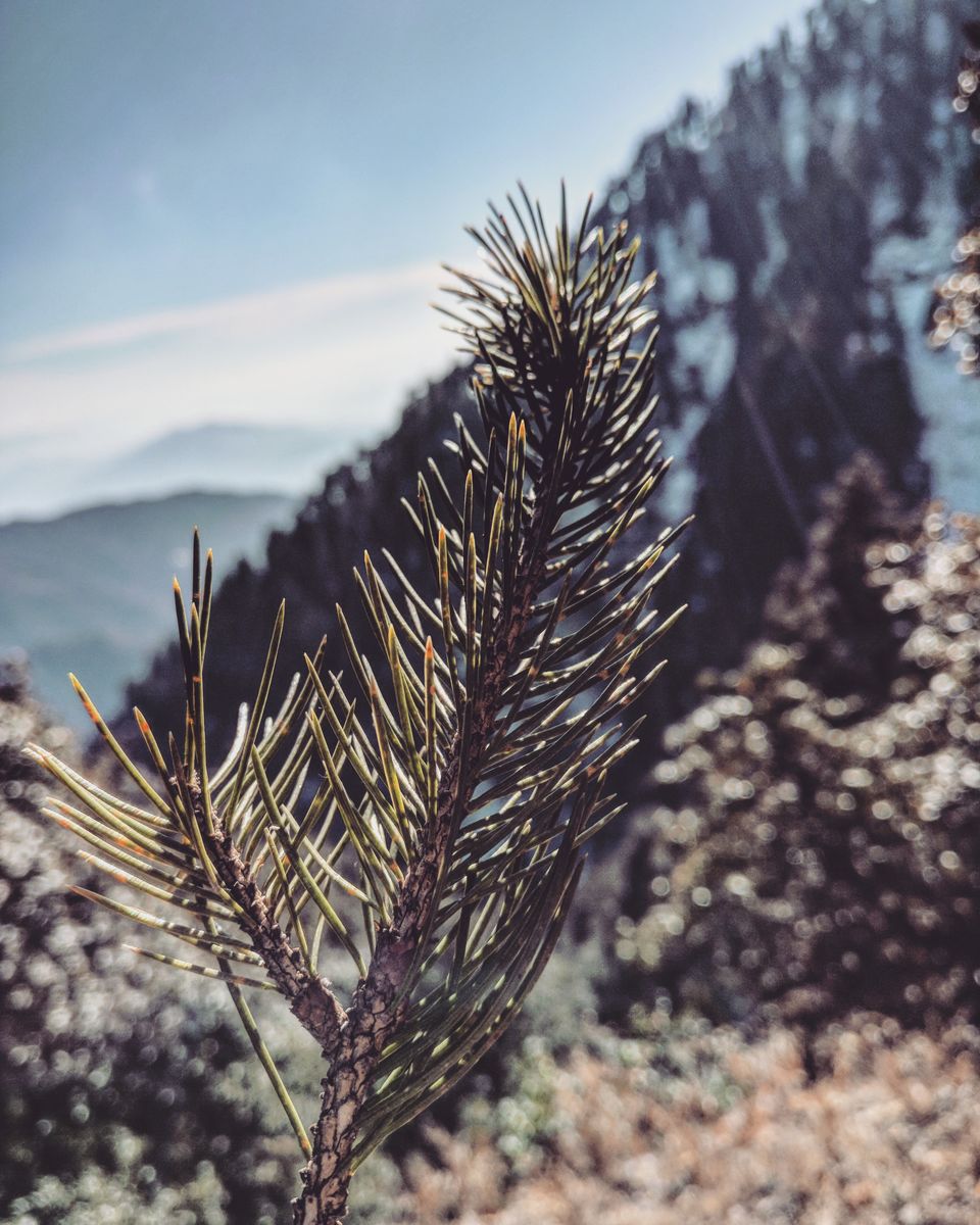 Photo of Bir, Himachal Pradesh, India by Mayank Manohar