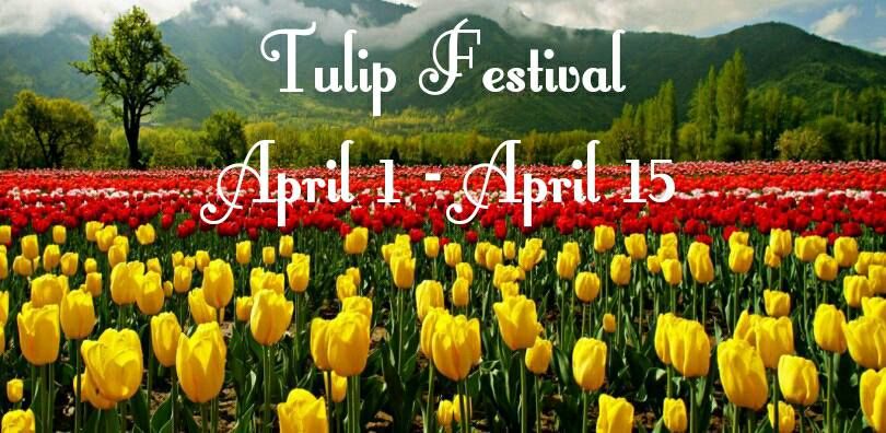 Photo of Tulip Festival in Srinagar 1/3 by Ankita Karmakar