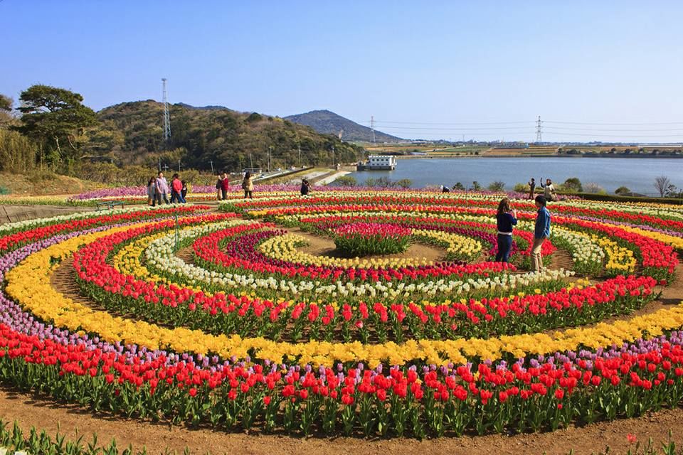 Photo of Tulip Festival in Srinagar 2/3 by Ankita Karmakar
