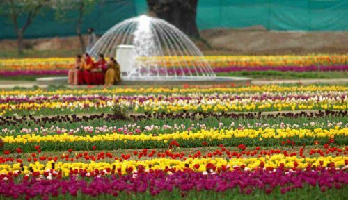Photo of Tulip Festival in Srinagar 3/3 by Ankita Karmakar