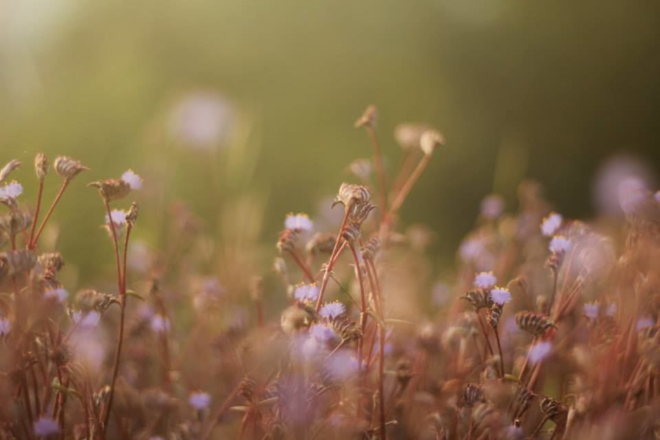 Photo of A tryst with Neyyar Dam 4/8 by Priyanka Das
