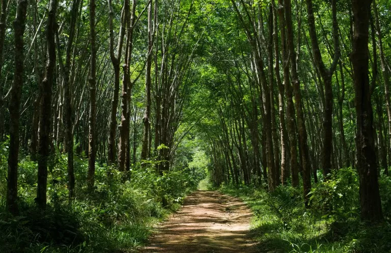 Photo of Mu Ko Lanta National Park, Ko Lanta Yai, Koh Lanta, Krabi, Thailand by Tamshuk