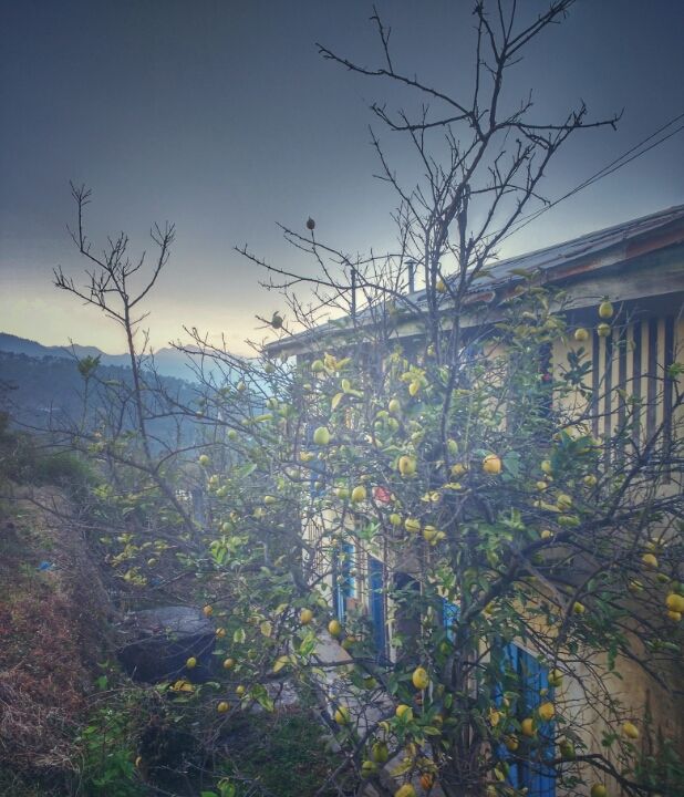 Photo of Kausani unplugged by Pranav Tyagi