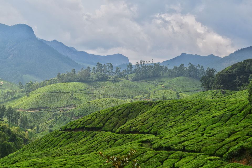 Photo of Mystical Munnar by Shubham Dicaprio