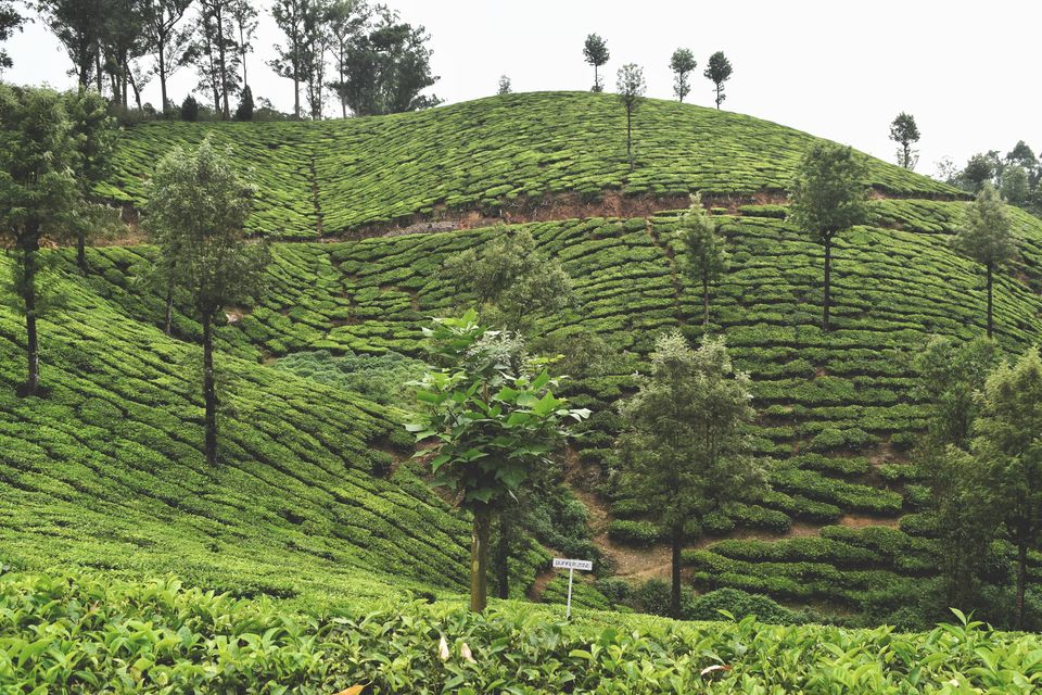 Photo of Munnar, Kerala, India by Shubham Dicaprio