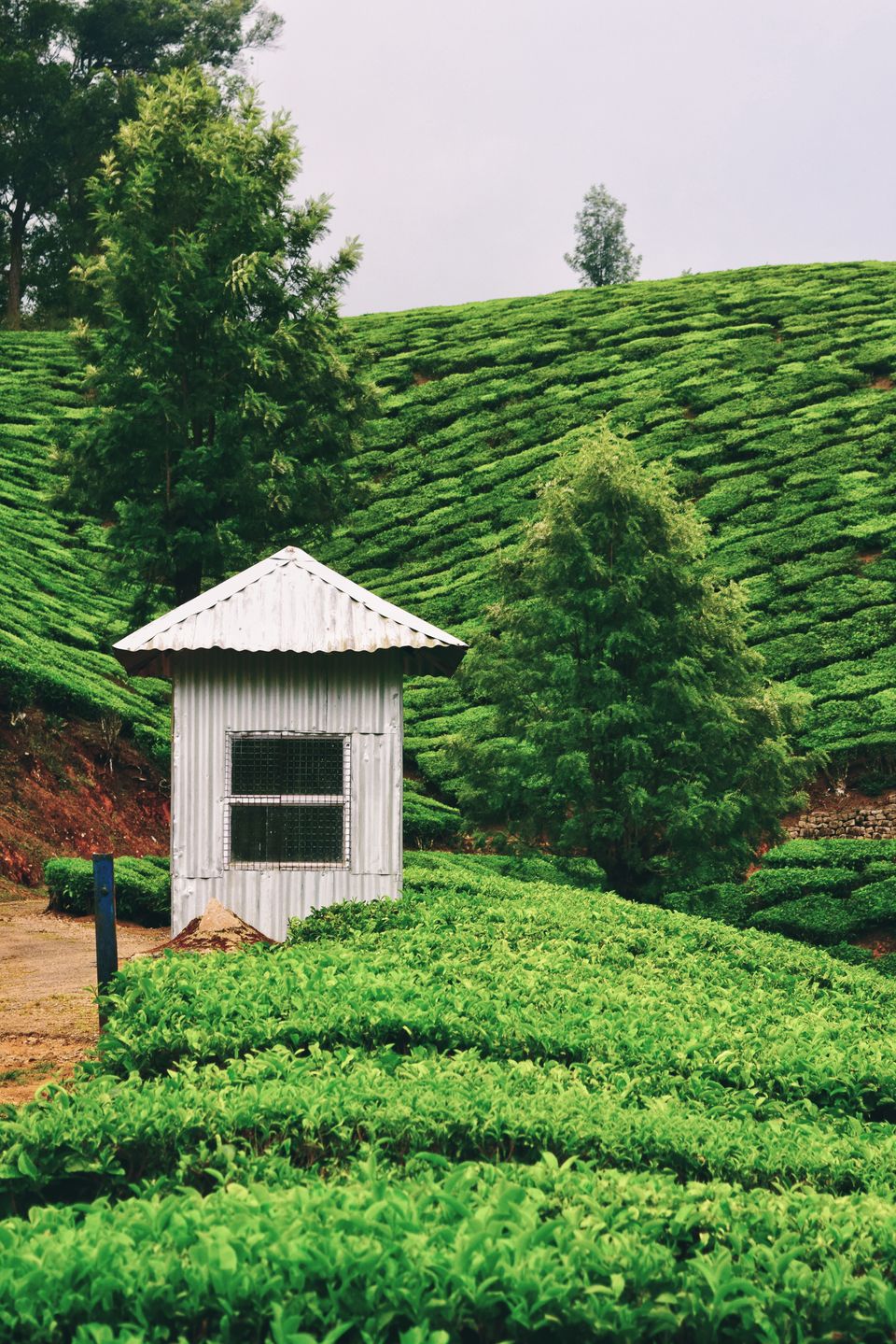 Photo of Munnar, Kerala, India by Shubham Dicaprio