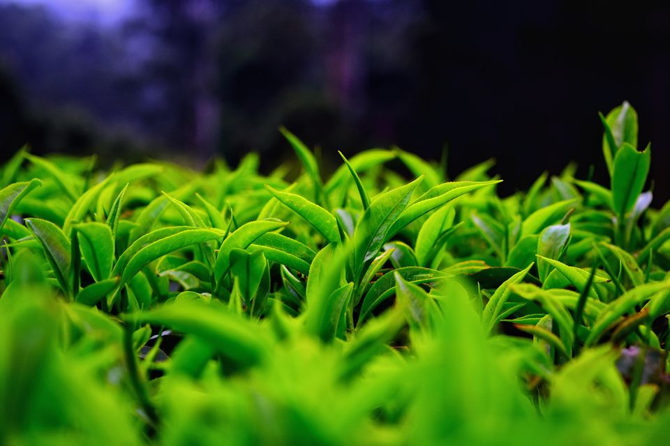 Photo of Munnar, Kerala, India by Shubham Dicaprio
