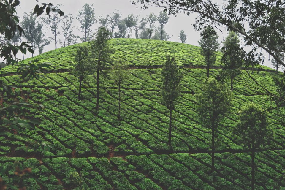 Photo of Munnar Top Station, View Point, View Point Path, Munnar, Tamil Nadu, India by Shubham Dicaprio