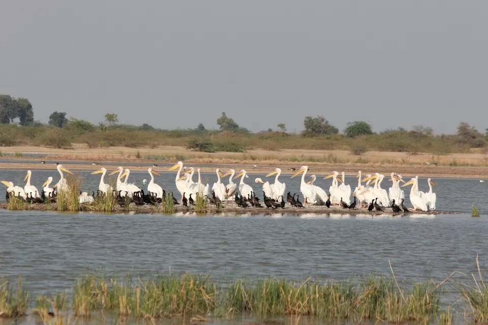 Photo of Little Rann of Kutch, Kutch, Gujarat, India by Rubina Aman