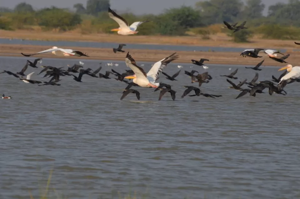 Photo of Little Rann of Kutch, Kutch, Gujarat, India by Rubina Aman