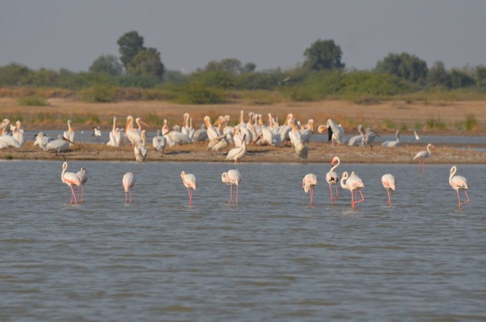 Photo of Little Rann of Kutch, Kutch, Gujarat, India by Rubina Aman