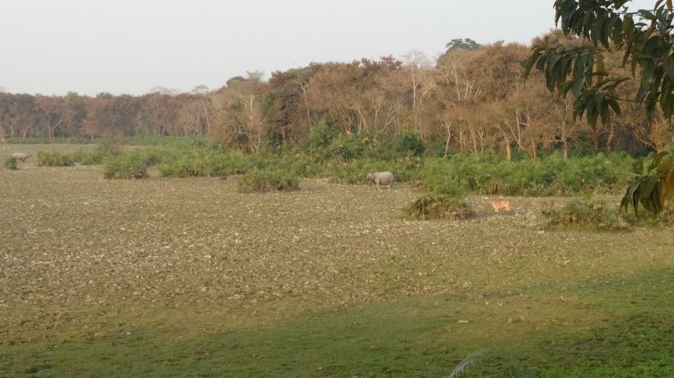 Photo of Into The Wild: Rhinoceros of Kaziranga! 4/5 by Avani Chavan