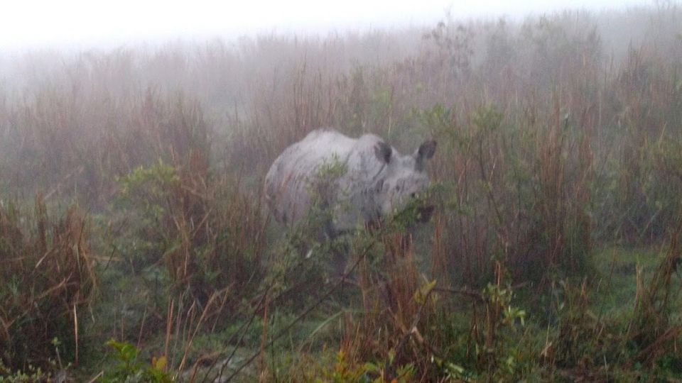 Photo of Into The Wild: Rhinoceros of Kaziranga! 1/5 by Avani Chavan