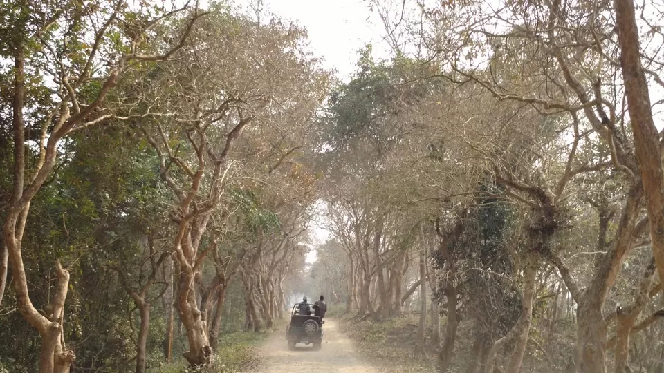 Photo of Into The Wild: Rhinoceros of Kaziranga! by Avani Chavan