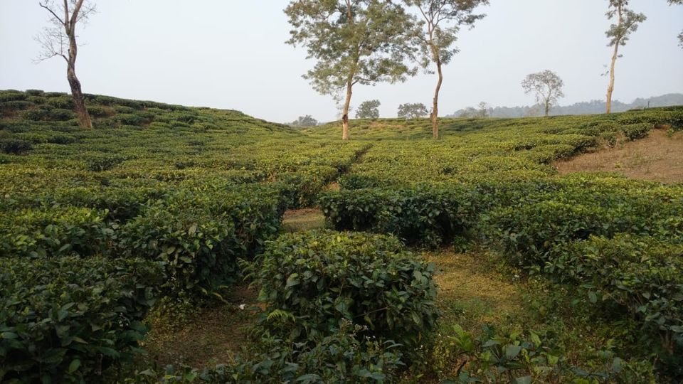 Photo of Kaziranga National Park, Kanchanjuri, Assam, India by Avani Chavan