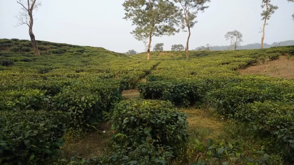 Photo of Kaziranga National Park, Kanchanjuri, Assam, India by Avani Chavan