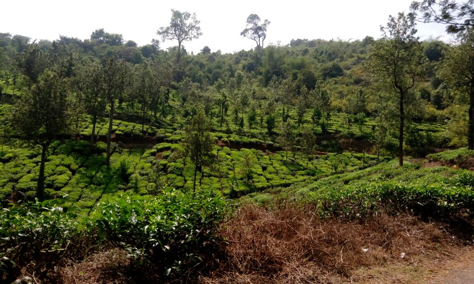 Photo of Wayanad, Kerala, India by Sandhya Dev