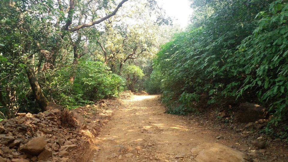 Photo of The mysterious mango tree. 2/13 by Sonesh Mehra