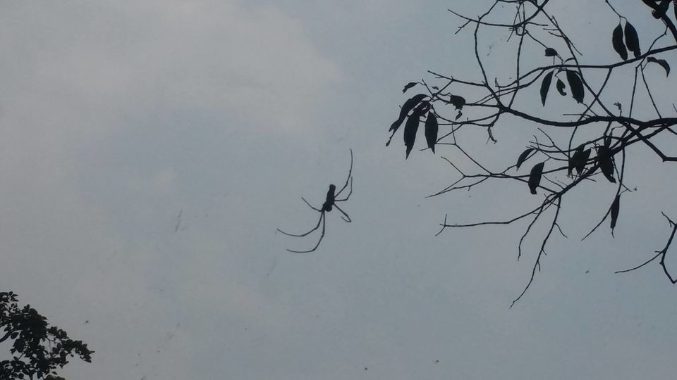 Photo of The mysterious mango tree. 8/13 by Sonesh Mehra
