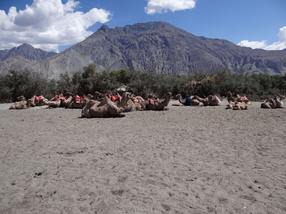 Photo of Nubra Valley, Leh by BHL24
