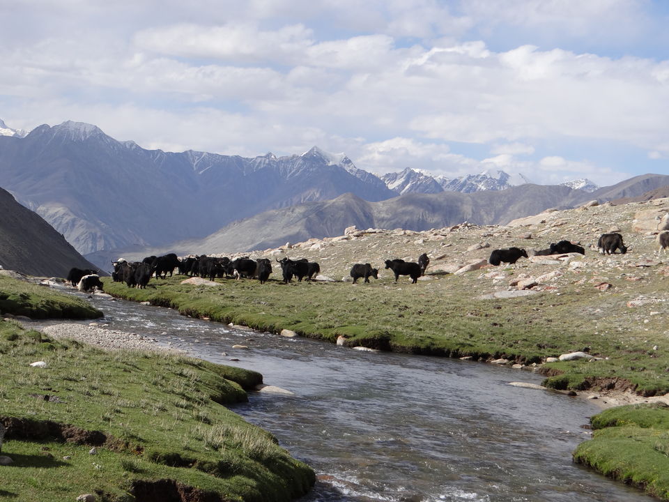 Photo of Shyok River by BHL24