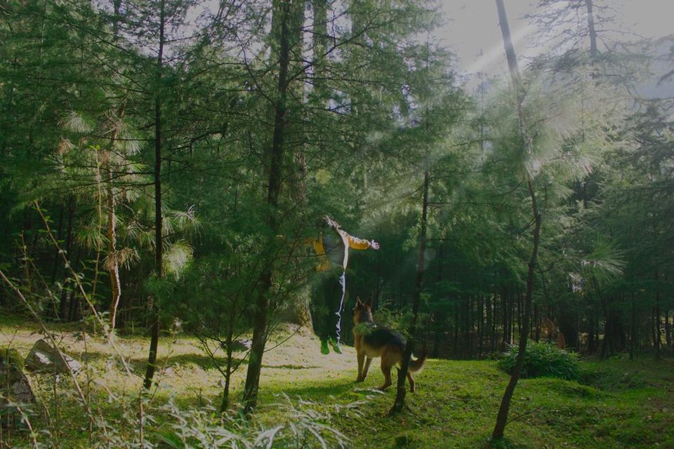 Photo of Kasol Valley - Backpacking 3/5 by Pranav Mote