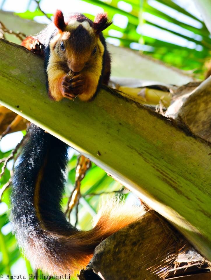 Photo of Pride of South India - Mudumalai And Bandipur 1/6 by Amruta Parthasarathi