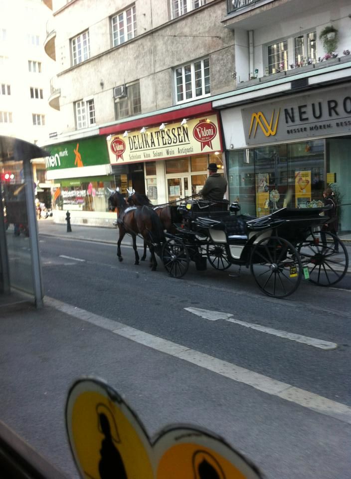 Photo of Vienna Travel Guide 11/13 by Kshitij Todi