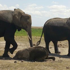 Photo of Enjoy the beauty of Kenya with Genet Air Ltd 1/3 by Judy Genet