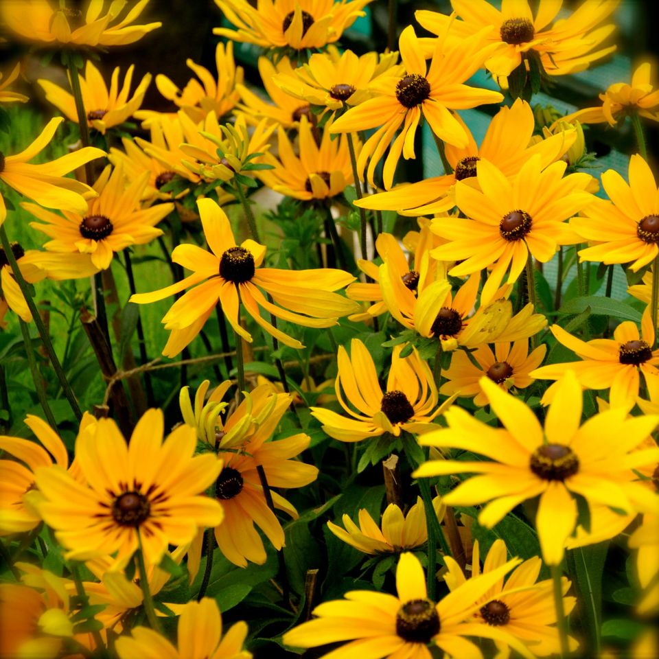 Photo of Lalbagh Show '12 by Sukruth KS