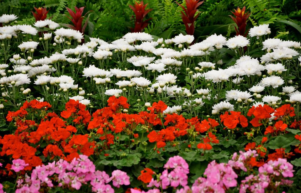 Photo of Lalbagh Show '12 by Sukruth KS