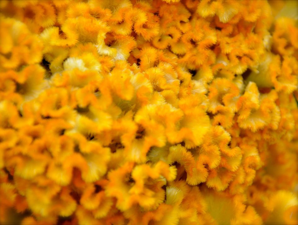 Photo of Lalbagh Show '12 by Sukruth KS