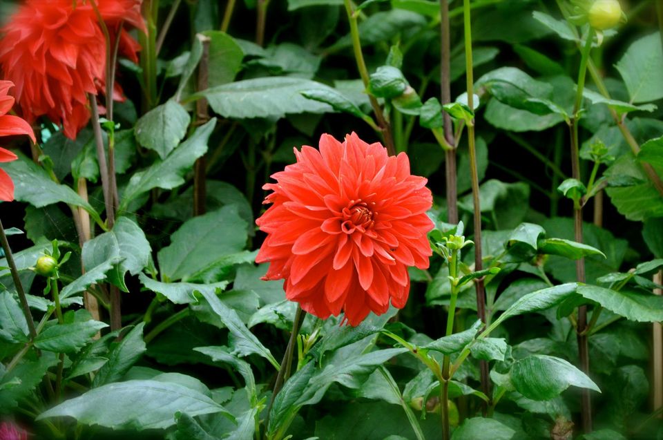 Photo of Lalbagh Show '12 by Sukruth KS