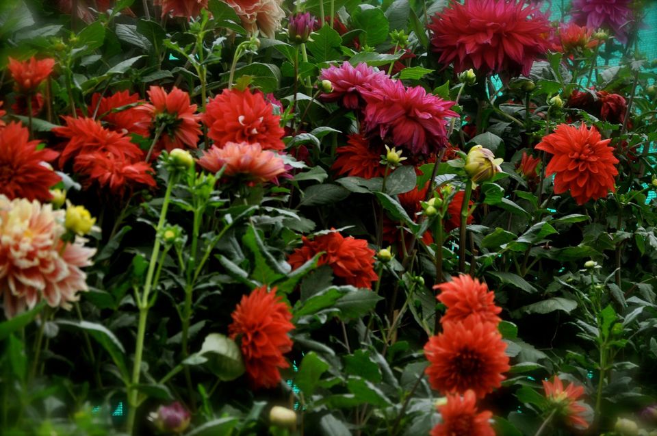 Photo of Lalbagh Show '12 by Sukruth KS