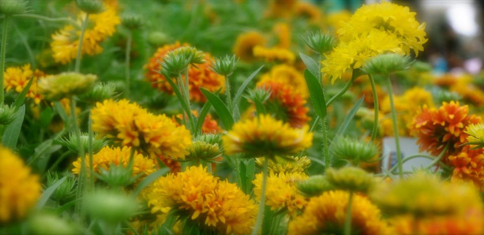 Photo of Lalbagh Show '12 by Sukruth KS