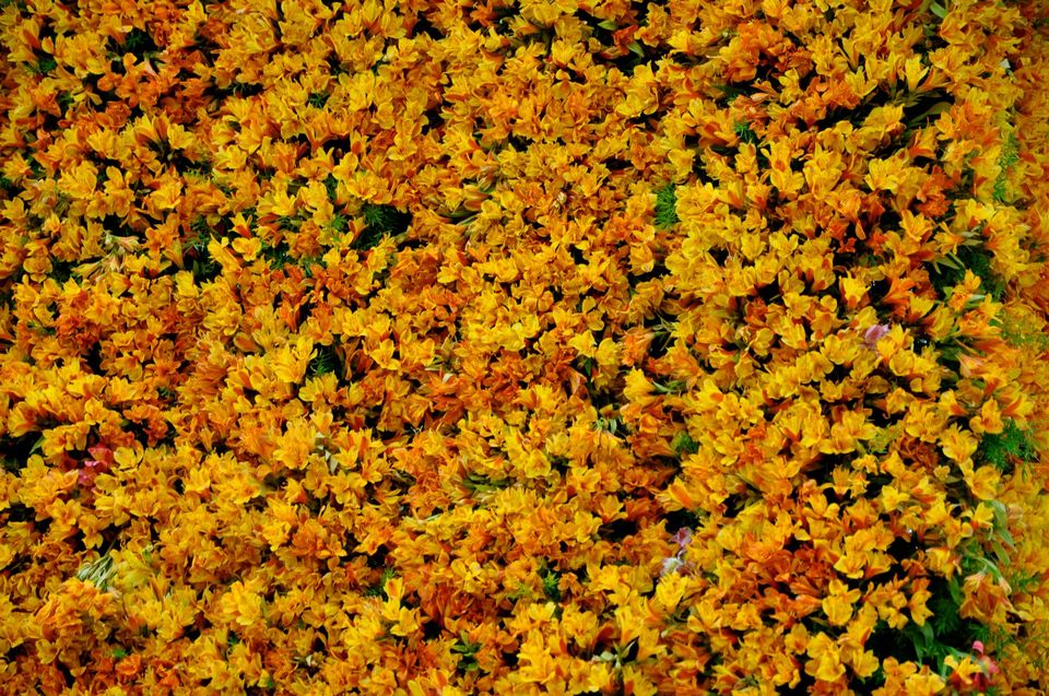 Photo of Lalbagh Show '12 by Sukruth KS