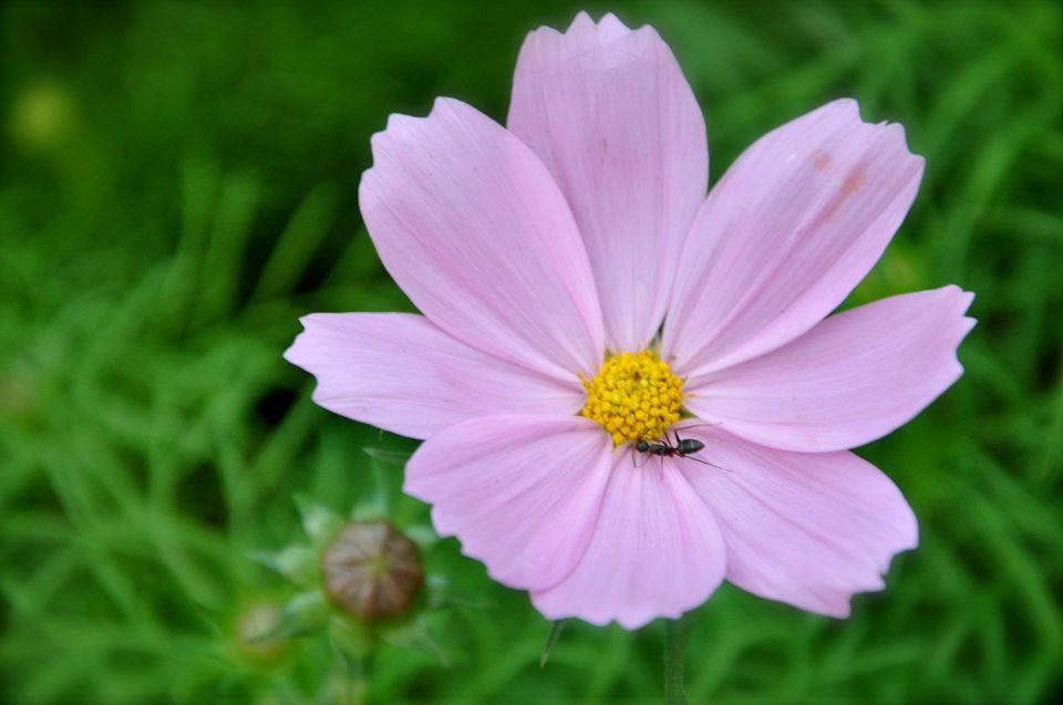 Photo of Lalbagh Show '12 by Sukruth KS