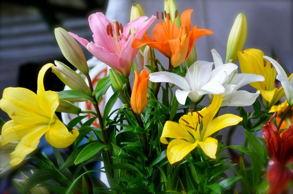 Photo of Lalbagh Show '12 by Sukruth KS